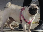 Irk Garantili Damızlık Pug