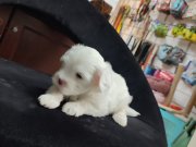 Lekesiz bebegimiz hazır