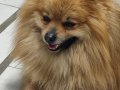 Pofuduk Erkek Pomeranian Boo