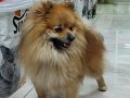 Pofuduk Erkek Pomeranian Boo