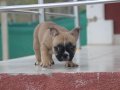 Fawn bebegimiz hazır
