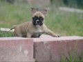 Üst düzey fawn yavrumuz