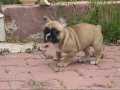 Üst düzey fawn yavrumuz