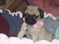 Pugg mopss üst düzey yqvrukar