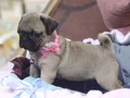 Pugg mopss üst düzey yqvrukar
