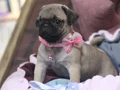 Pugg mopss üst düzey yqvrukar