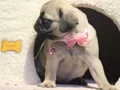 Pugg mopss üst düzey yqvrukar