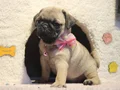 Pugg mopss üst düzey yqvrukar