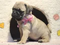 Pugg mopss üst düzey yqvrukar
