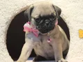 Pugg mopss üst düzey yqvrukar