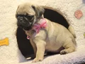 Pugg mopss üst düzey yqvrukar