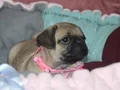 Pugg mopss üst düzey yqvrukar