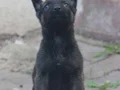 Üst düzey belçikalarımız hazır