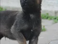 Üst düzey belçikalarımız hazır