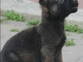 Üst düzey belçikalarımız hazır