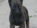 Üst düzey belçikalarımız hazır