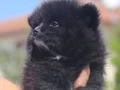 Black bebekler hazır 