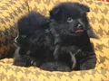 Black bebekler hazır 