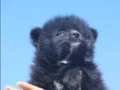 Black bebekler hazır 