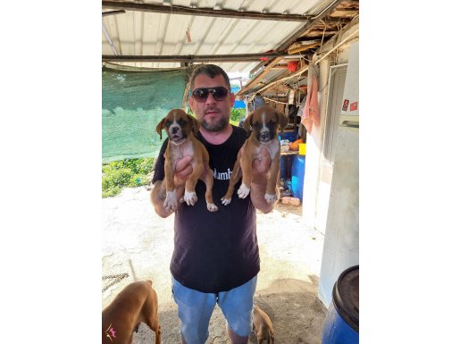 Boxer yavrularımız yeni ailelerini bekliyor 