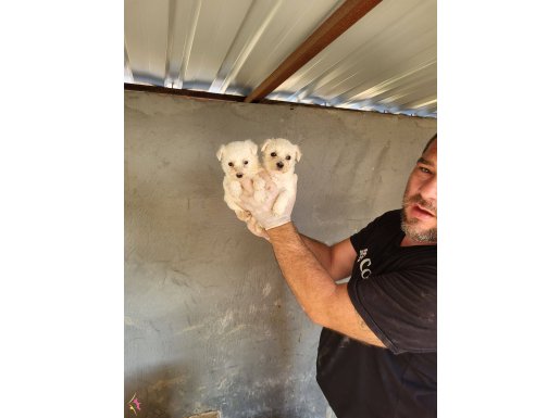 Maltese bebeklerimiz yeni ailelerini bekliyor 