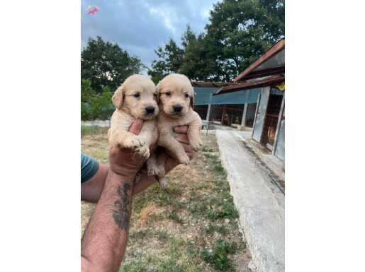 Dişi erkek golden retriver yavrularımız mevcut