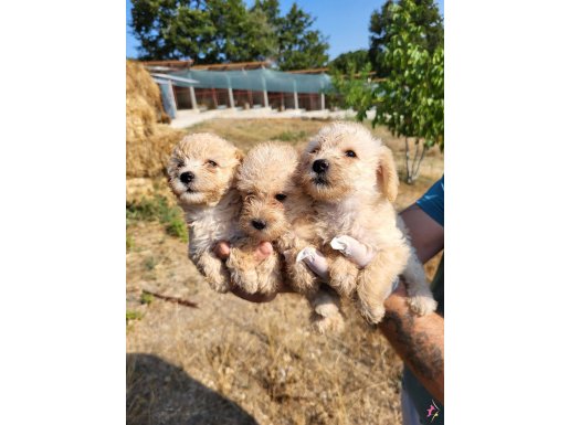 Dişi maltipoo yavrularımız yeni ailelerini bekliyor 