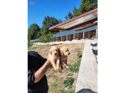 Dişi erkek golden retriver yavrularımız 