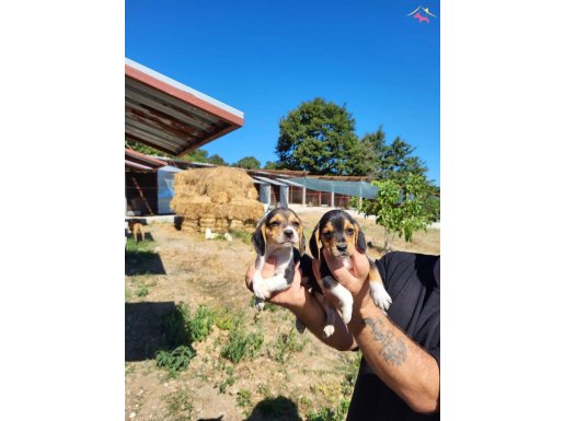 Erkek beagle yavrularımız 