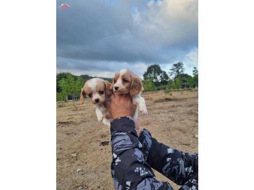 Dişi erkek cavalier King charles yavrularimiz 