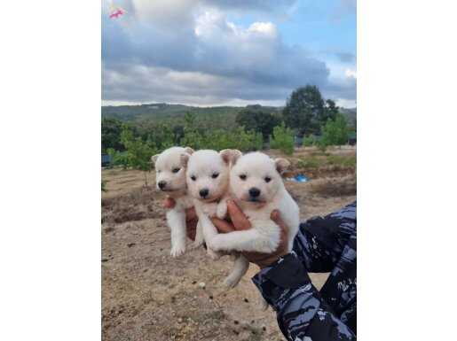 Dişi erkek samoyed yavrularımız 