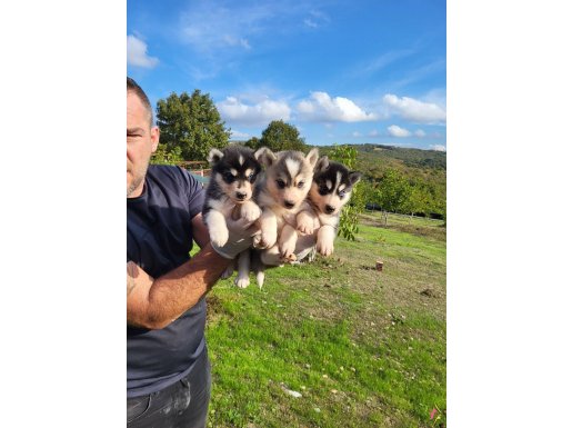 Dişi erkek husky yavrularımız