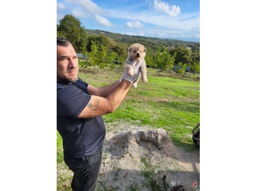 Dişi erkek akita inu yavrularımız watsappdan video isteyin