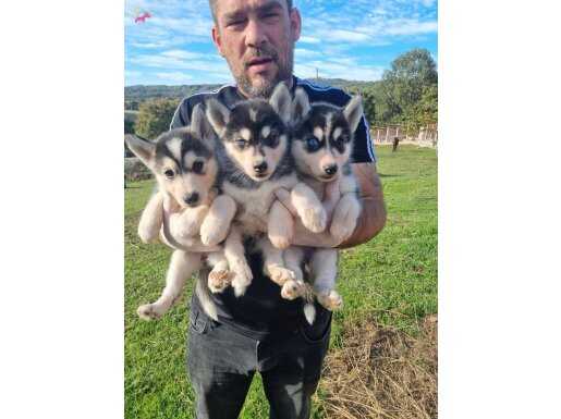 Dişi erkek  husky yavrularımız 