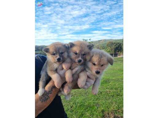 Dişi erkek Japon akita inu 