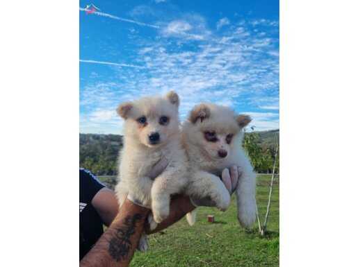 Dişi erkek samoyed yavrularımız 