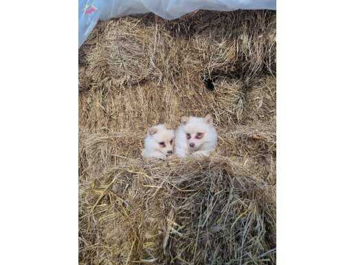 Dişi erkek samoyed yavrularımız 