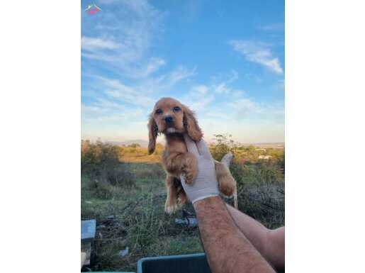 Dişi cocker yavrumuz