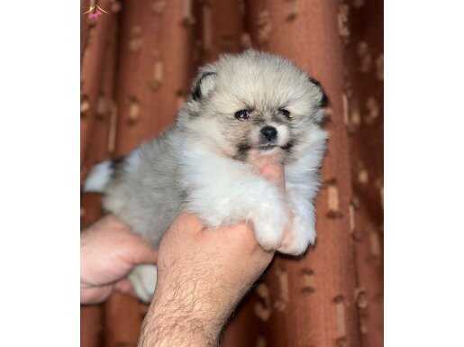 Dişi Pomerian boo yavrumuz