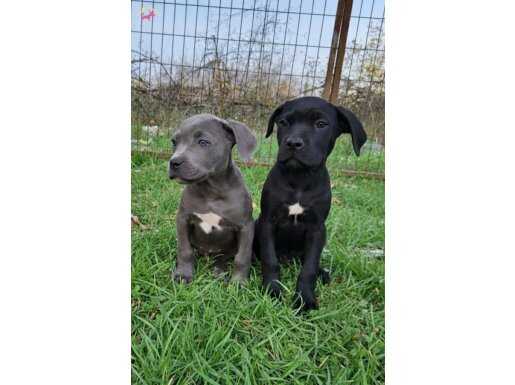 Dişi blue ve siyah canecorso yavrularimiz 