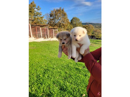 Dişi erkek Japon akita inu yavrularımız 