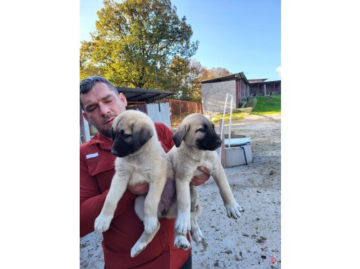 Dişi erkek kangal yavrularımız 