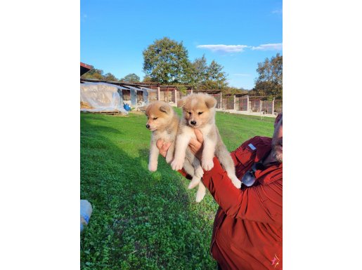 Dişi erkek Japon akita inu yavrularımız 