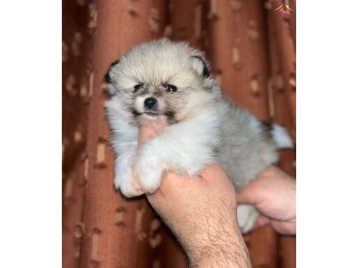 Dişi pomerian yavrumuz 