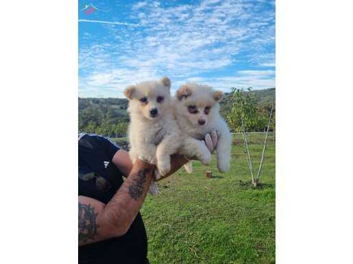 Dişi erkek samoyed yavrularımız 