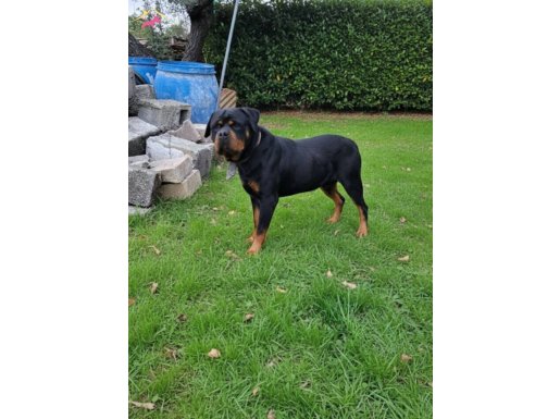 Dişi erkek rotweiller yavrularımız 