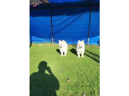 Dişi erkek samoyed yavrularımız 