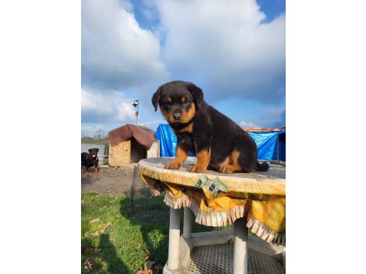 Erkek koca kafa rotweiller yavrumuz 