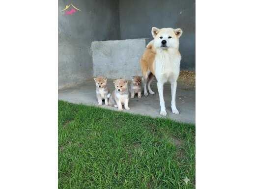 Erkek Japon akita inu yavrumuz 