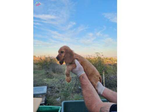 Dişi cocker yavrumuz 